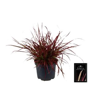 Pennisetum x advena Fireworks P19
(1 Plants/Order)(19cmP 45cmH)