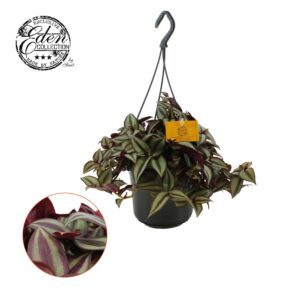 Tradescantia Purpusii Zebrina 15cm HP
(5 Plants/Order)(15cmP 15cmH)