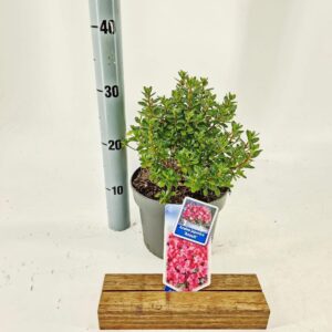 Rhododendron Other (AJ) 'Anouk'
(1 Plants/Order)(19cmP 30cmH)
