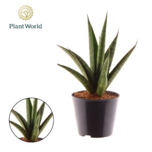 Sansevieria trifciata' Pineapple
(12 Plants/Order)(8.5cmP 25cmH)
