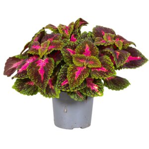 Coleus Main Street Park Avenue Coleus Park Avenue
(6 Plants/Order)(13cmP 20cmH)