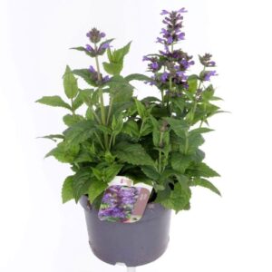 Nepeta Neptune
(6 Plants/Order)(17cmP 45cmH)