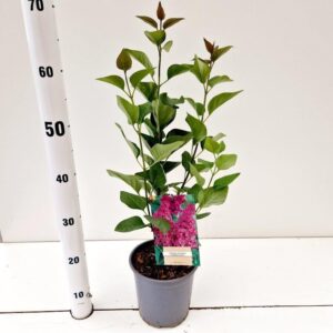 Syringa Charles Joly vulg.
(1 Plants/Order)(17cmP 35cmH)