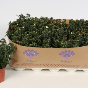 Aster Mystery Lady mixed in Pot de (trio)
(15 Plants/Order)(10.5cmP 22cmH)