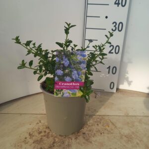 Ceanothus thyrsiflorus var. repens
(1 Plants/Order)(17cmP 25cmH)