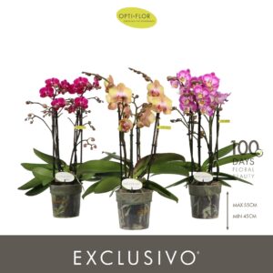 Phalaenopsis Multiflora Optimost Exclusivo mix 4 spike
(12 Plants/Order)(12cmP 45cmH)