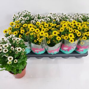 Chrysanthemum Day mixed
(10 Plants/Order)(12cmP 21cmH)