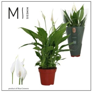 Spathiphyllum Torelli 12cm Mimesis
(10 Plants/Order)(12cmP 40cmH)