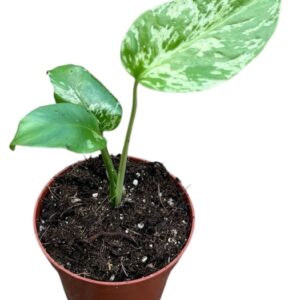 Monstera Bulbasaur
(14 Plants/Order)(8cmP 10cmH)