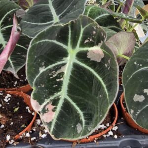 Alocasia Black Velvet Pink Less Variegata
(2 Plants/Order)(7cmP 10cmH)