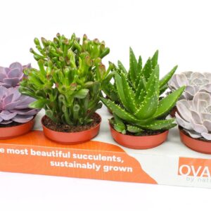 Succulenten mix Succulent mix 12
(8 Plants/Order)(12cmP 12cmH)