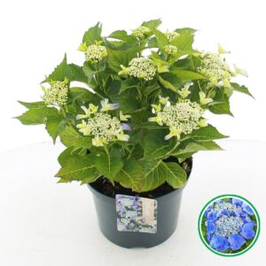 Hydrangea macrophylla teller blue C5 (23cm.) Kn.
(1 Plants/Order)(23cmP 45cmH)