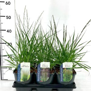 Molinia caerulea mix V2
(6 Plants/Order)(17cmP 40cmH)