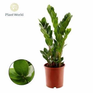 Zamioculcas zamiifolia 5 Feathers
(7 Plants/Order)(14cmP 50cmH)