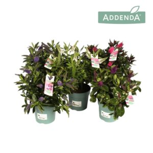 Hebe Addenda mix laag
(8 Plants/Order)(12cmP 28cmH)