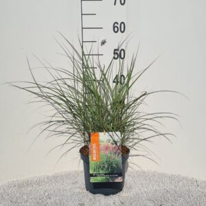 Miscanthus Red Chief Sin. P19
(1 Plants/Order)(19cmP 40cmH)