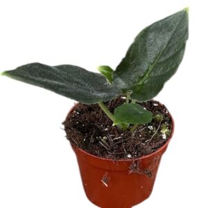 Alocasia Antoro
(14 Plants/Order)(8cmP 12cmH)