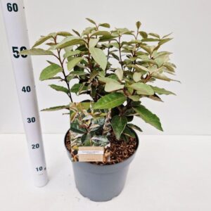 Elaeagnus ebbingei Compacta'
(1 Plants/Order)(26cmP 55cmH)