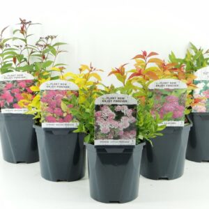 Spiraea japonica mix LAAG
(6 Plants/Order)(17cmP 25cmH)