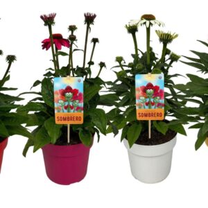 Echinacea Sombrero Compact mix in Tray
(1 Plants/Order)(17cmP 50cmH)