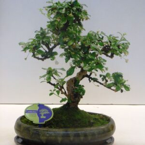 Bonsai Carmona macrophylla, 29cm., shape, with drip tray
(2 Plants/Order)(29cmP 45cmH)