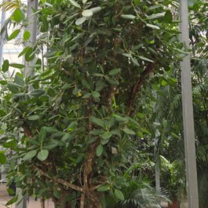 Ficus benghalensis
(1 Plants/Order)(96cmP 550cmH)