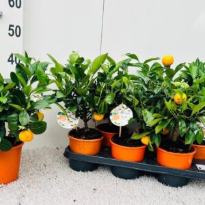 Citrofortunella x microcar Citrus ''Garden'' Calamondin bush/stem (s2)
(6 Plants/Order)(14cmP 40cmH)