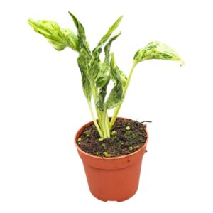 Epipremnum pinnatum Love Song
(1 Plants/Order)(7cmP 25cmH)
