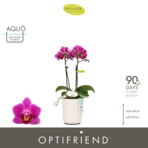 Phalaenopsis Multifloratypes other Optifriend Fay 2 spike in Molise White Aquo
(6 Plants/Order)(7cmP 25cmH)
