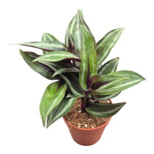 Dichorisandra Pendula Musaica
(5 Plants/Order)(9cmP 25cmH)