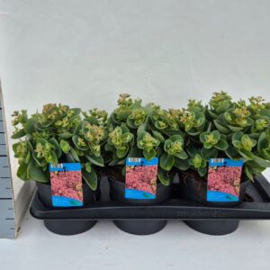 Sedum telephium Seduction Green Leaves pink
(6 Plants/Order)(17cmP 35cmH)