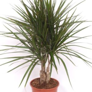Dracaena marginata
(1 Plants/Order)(21cmP 100cmH)
