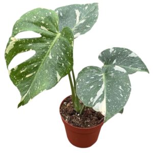 Monstera deliciosa Thai Constellati
(8 Plants/Order)(14cmP 30cmH)