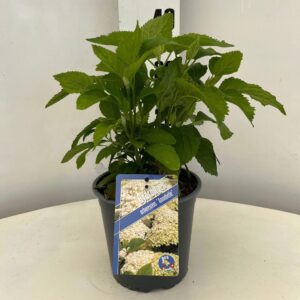 Hydrangea arborescens Annabelle
(1 Plants/Order)(17cmP 25cmH)