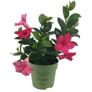 Mandevilla Sundaville Classic Pink Bush (Dipladenia)
(10 Plants/Order)(12cmP 25cmH)