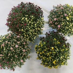 Chrysanthemum Indicum Rock and Roll Mixkar Pot 19 cm
(1 Plants/Order)(19cmP 40cmH)