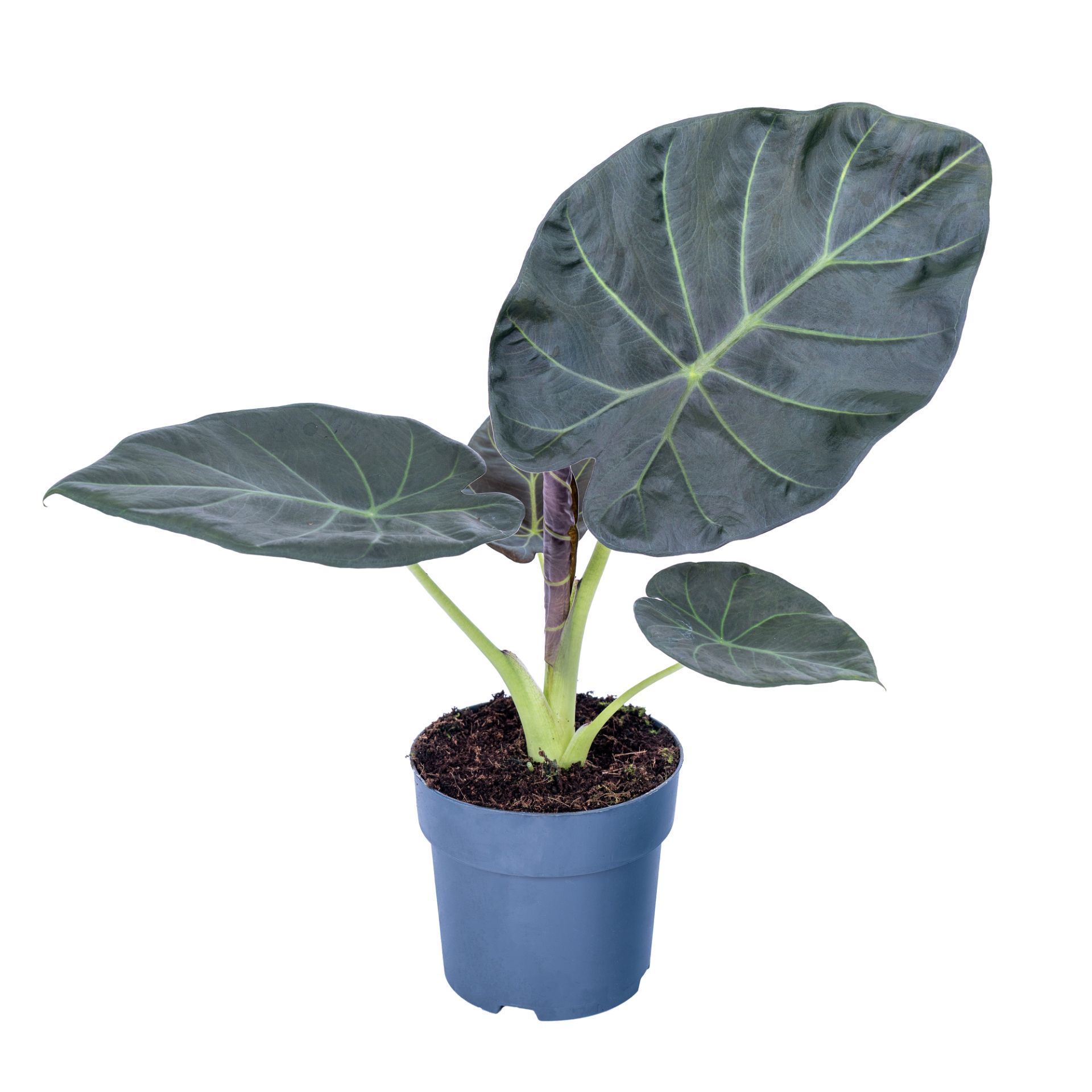 acd9ace3-f215-453e-8715-06ffdaa36147.jpg