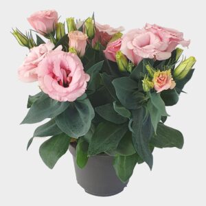 Eustoma Julietta Pink Lisianthus Julietta Pink 12cm
(8 Plants/Order)(12cmP 30cmH)