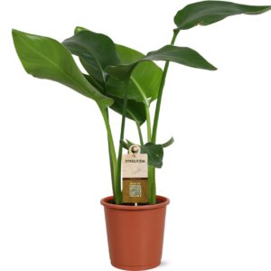 Strelitzia nicolai 2 stek 45-55cm
(8 Plants/Order)(13cmP 50cmH)