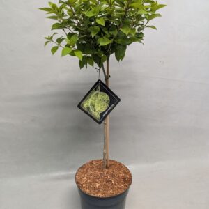 Hydrangea paniculata Limelight' op stam 23 cm
(1 Plants/Order)(23cmP 90cmH)