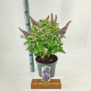 Buddleja Butterfly Candy lilac Sweet d. ('BotEx 002'PBR)
(1 Plants/Order)(23cmP 40cmH)