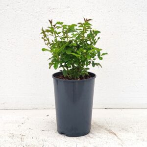 Rosa Spelarosa Crystal Fairy (Polyantha Grp) RPC2
(8 Plants/Order)(17cmP 15cmH)