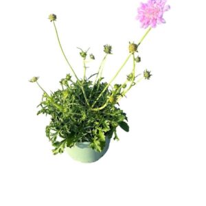 Scabiosa Pink Mist
(1 Plants/Order)(17cmP 35cmH)