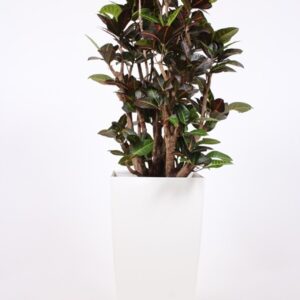 Codiaeum Petra "(Croton) in Piza Pot ""wit"""
(1 Plants/Order)(40cmP 180cmH)