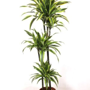 Dracaena Lemon Lime 90-60-30
(1 Plants/Order)(24cmP 160cmH)