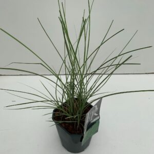 Miscanthus sinensis Morning Light
(6 Plants/Order)(17cmP 30cmH)