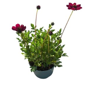 Cosmos atrosanguineus Cherry Chocolate'
(1 Plants/Order)(19cmP 40cmH)