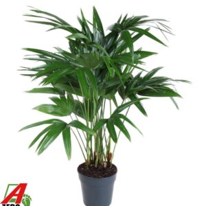 Livistona rotundifolia Chinensis P27
(1 Plants/Order)(27cmP 120cmH)