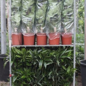 Indoor plants Mixkar Dracaena 3pp and Monstera mosstok
(1 Plants/Order)(5cmP 120cmH)