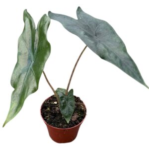 Alocasia Batwing
(14 Plants/Order)(8cmP 12cmH)